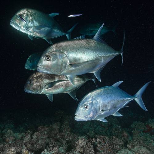 Nicolo' Lamberti Photography - Feeding Frenzy